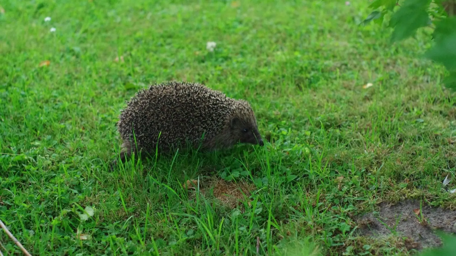 Hérisson d'Europe traversant une pelouse de jardin tondue court en plein jour