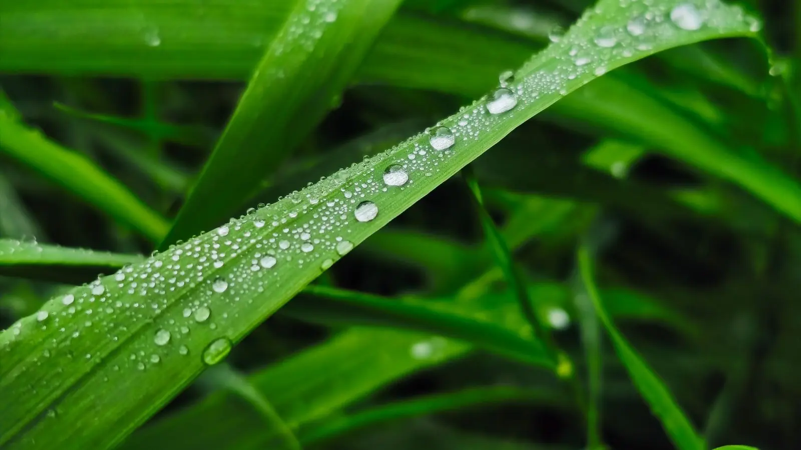 Gouttes d'eau alignées sur un brin d'herbe vert, en gros plan au ras du gazon