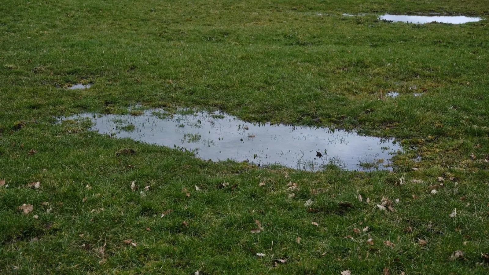 Flaques d'eau stagnant sur une pelouse détrempée, le niveau d'humidité auquel réagit un capteur de pluie robot tondeuse