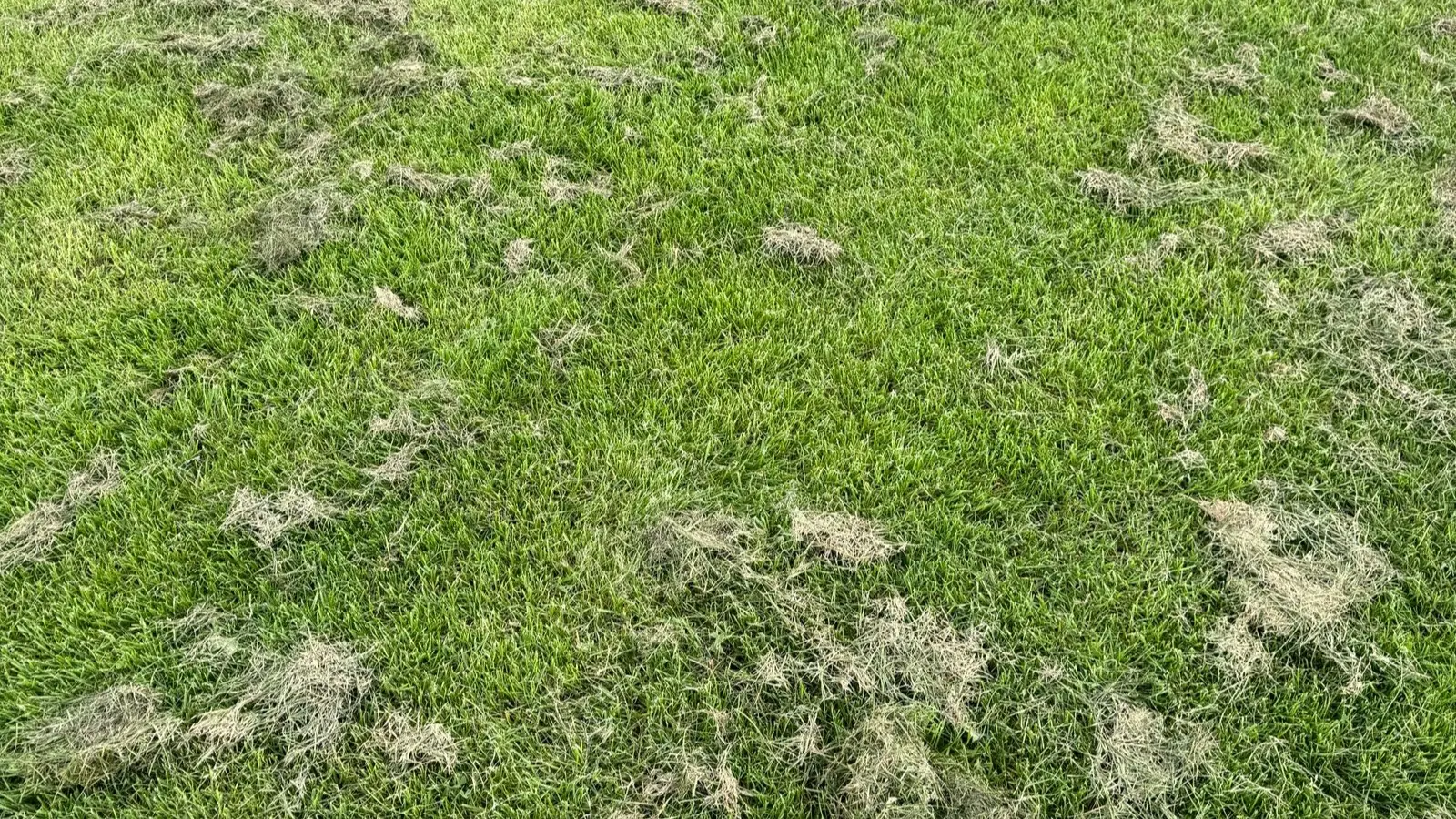 Pelouse verte tondue court parsemée d'amas d'herbe coupée séchée laissés sur place