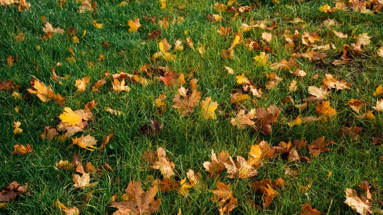 Feuilles mortes d'érable éparses sur un gazon vert dense