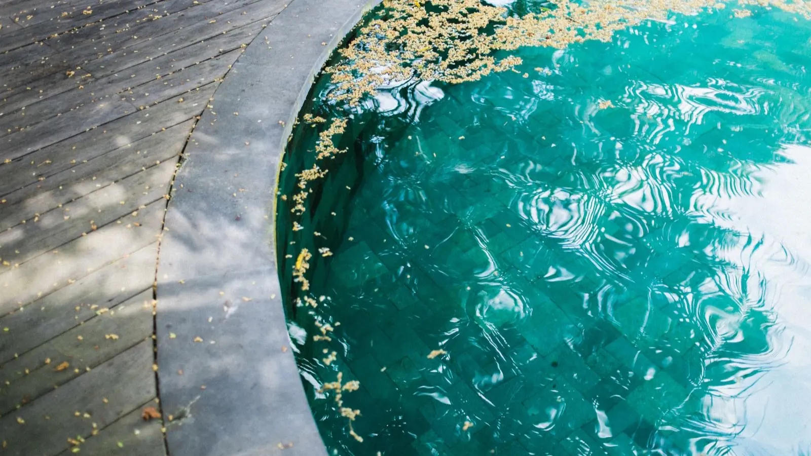 Graines jaunes flottant contre la margelle d'un bassin turquoise, illustration du sujet robot piscine surface de l'eau insectes flottants