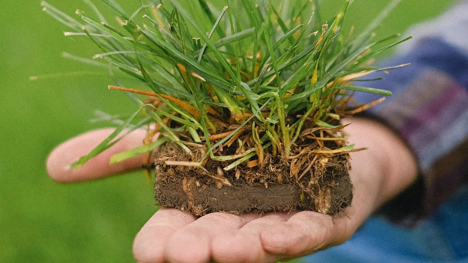 Bloc de gazon prélevé tenu à plat dans une main : brins verts au-dessus, couche brune de tiges et de racines au milieu, terre sombre en dessous