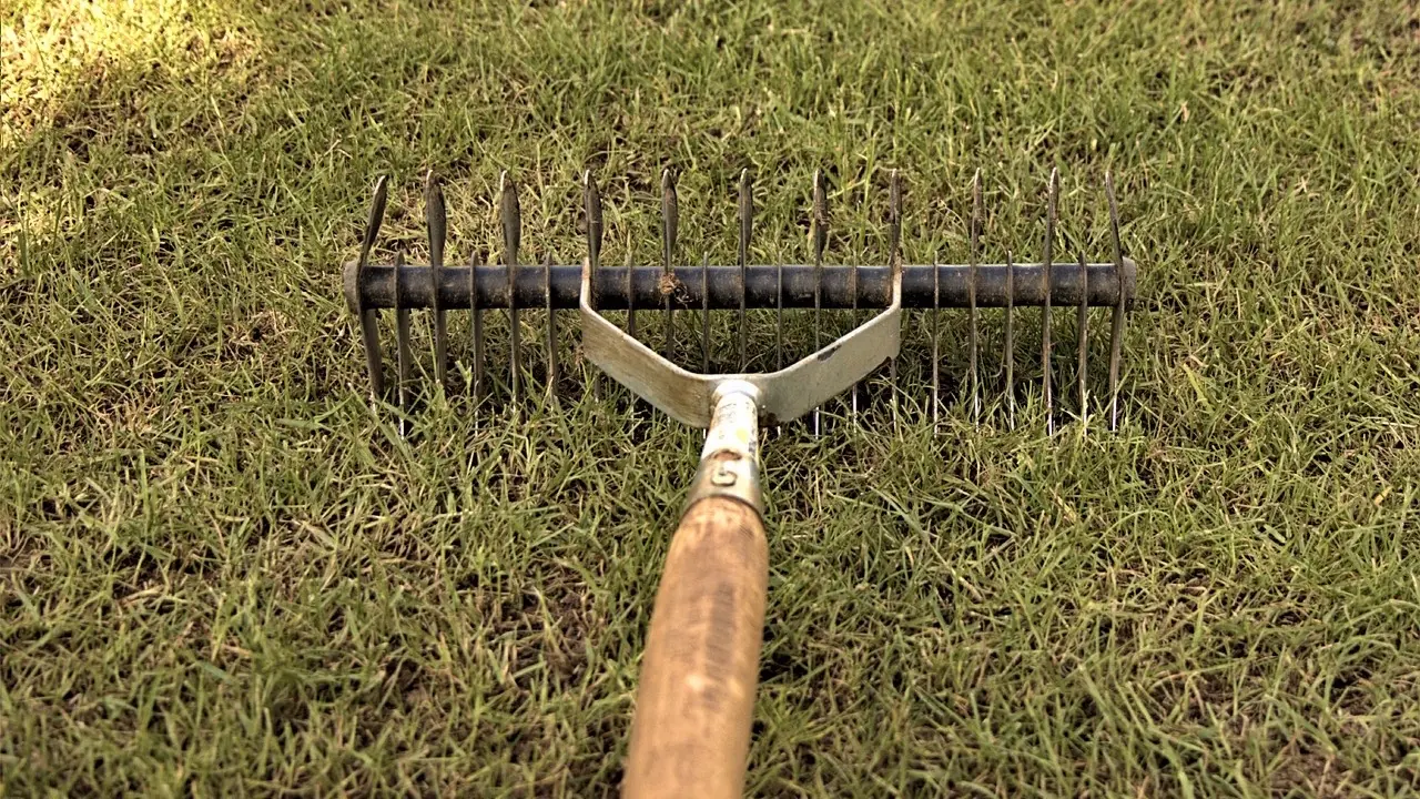 Tête de râteau à dents d'acier posée à plat sur une pelouse rase et clairsemée, manche en bois dirigé vers l'objectif.